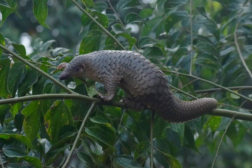 A Sunda pangolin climbing along a leafy branch, scales overlapping along its back and tail