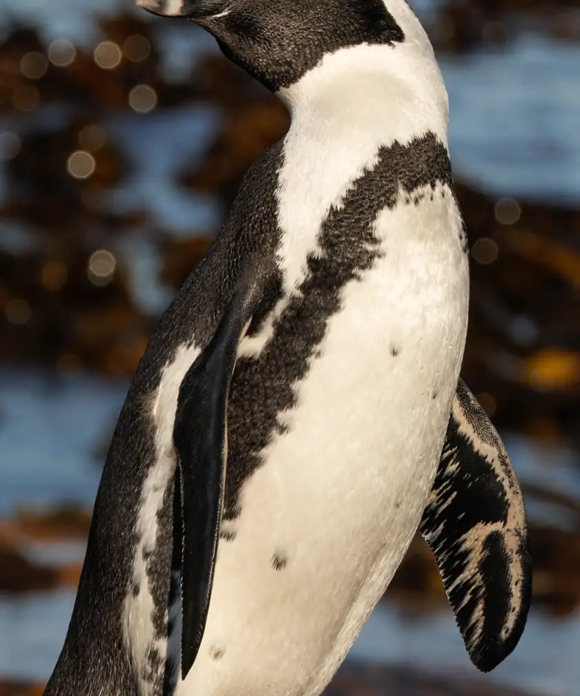 An African penguin standing on a rocky shore