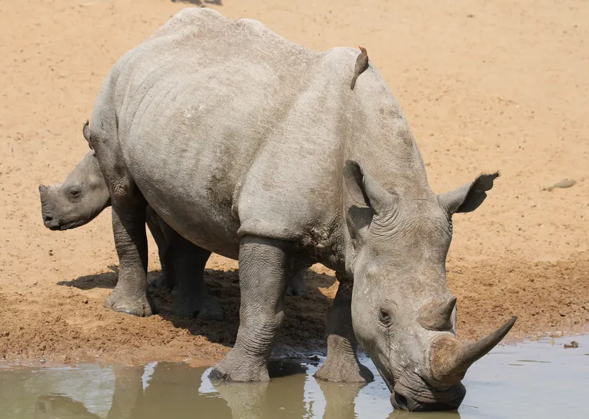 A white rhinoceros standing on short grass and facing the camera