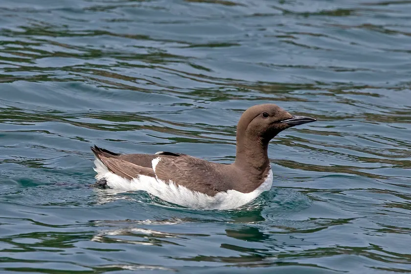 A guillemot swimming on calm water