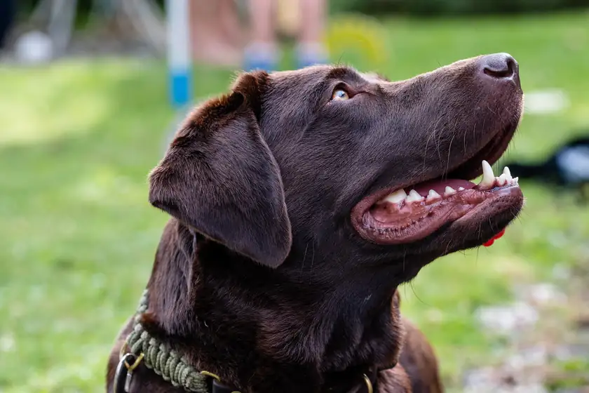 A yellow Labrador retriever lying on green grass