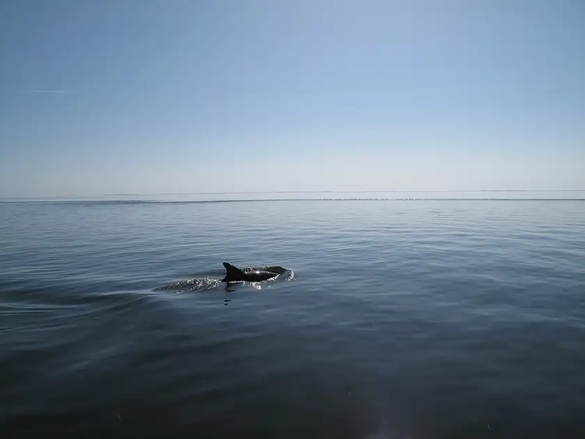 A dolphin's fin breaking the surface of calm blue water