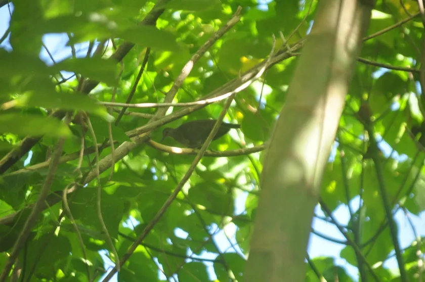 A shy ground dove standing on the forest floor among leaves and branches