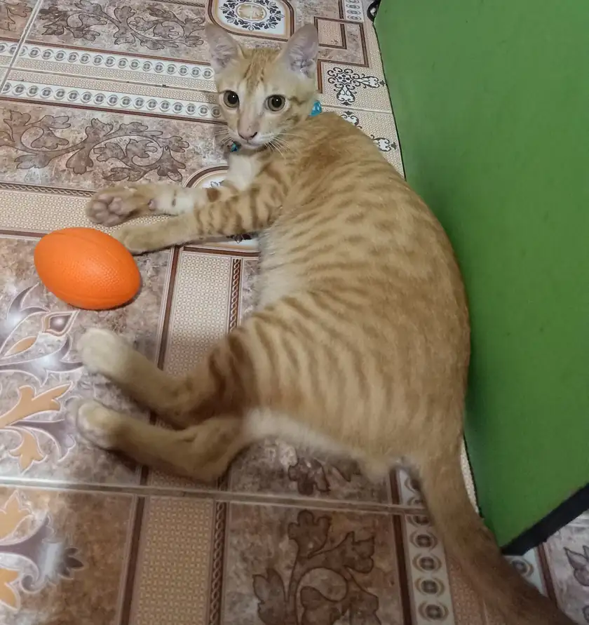 An orange tabby kitten lying on a tiled floor beside a small orange ball