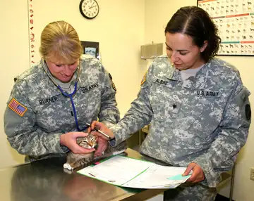 Two adults in uniform examining a small kitten on a clinic table