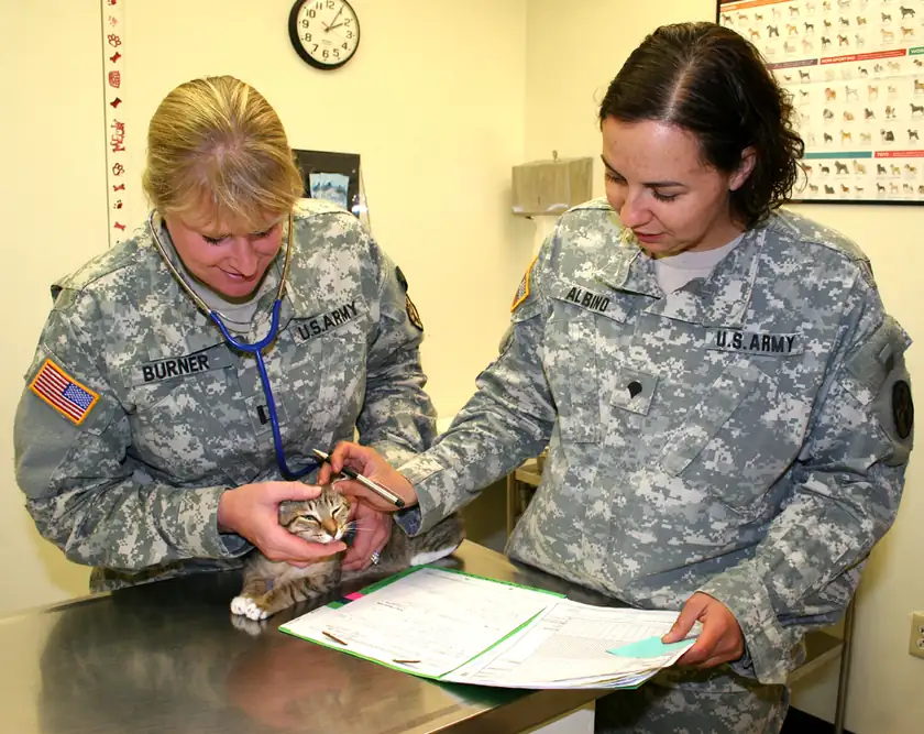 Two adults in uniform examining a small kitten on a clinic table