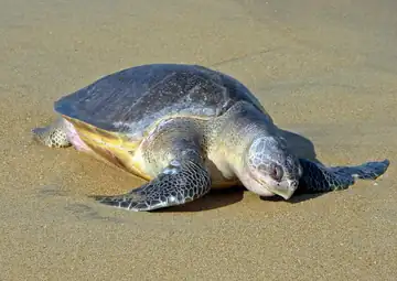 An olive ridley sea turtle resting on sand