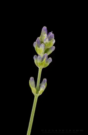 A close view of blooming lavender flowers