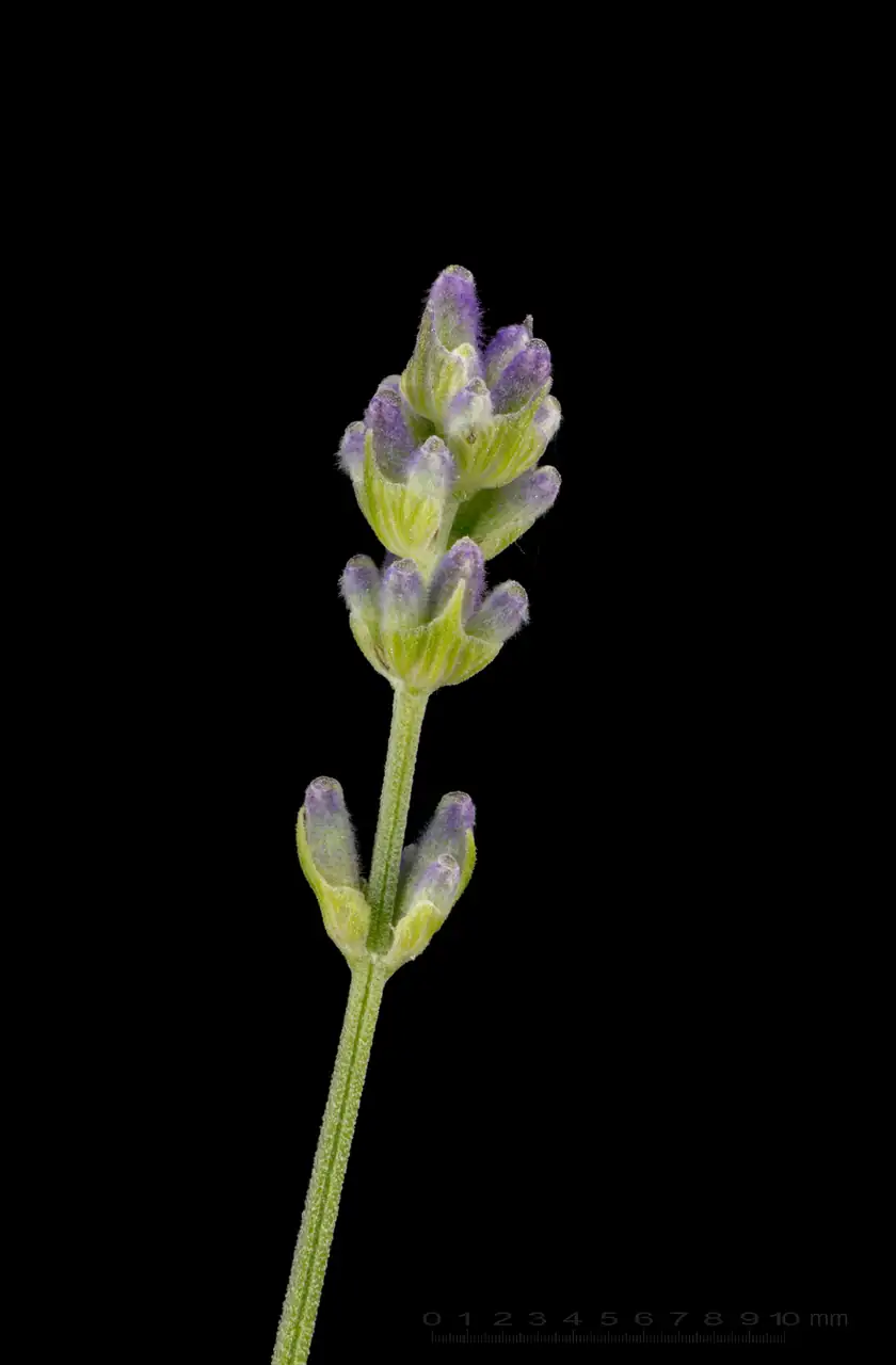 A close view of blooming lavender flowers