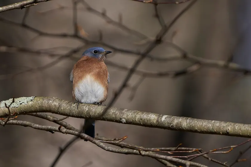 A bright blue eastern bluebird perched on a thin branch