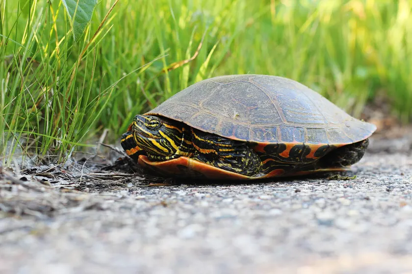 A western painted turtle on a log, yellow stripes visible on its head and neck