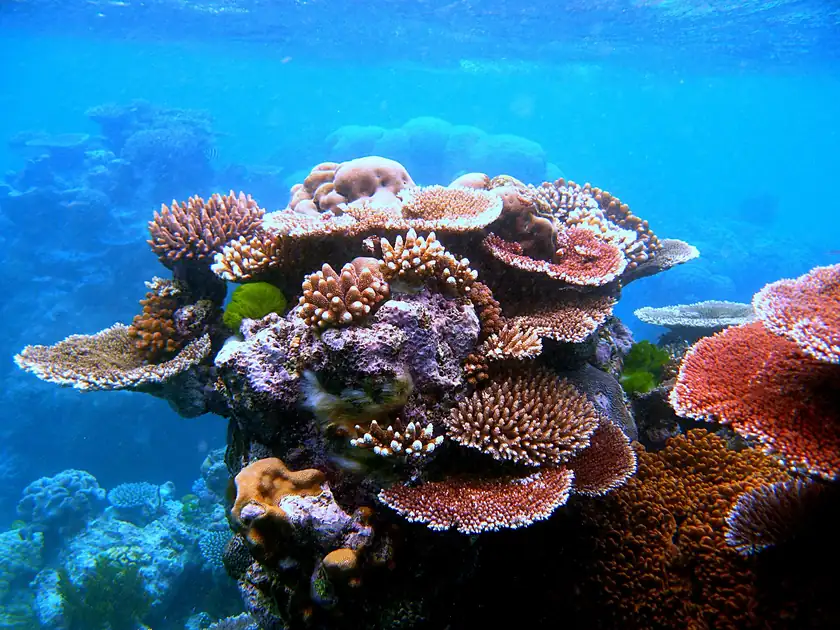 A healthy coral outcrop on Flynn Reef with small fish nearby