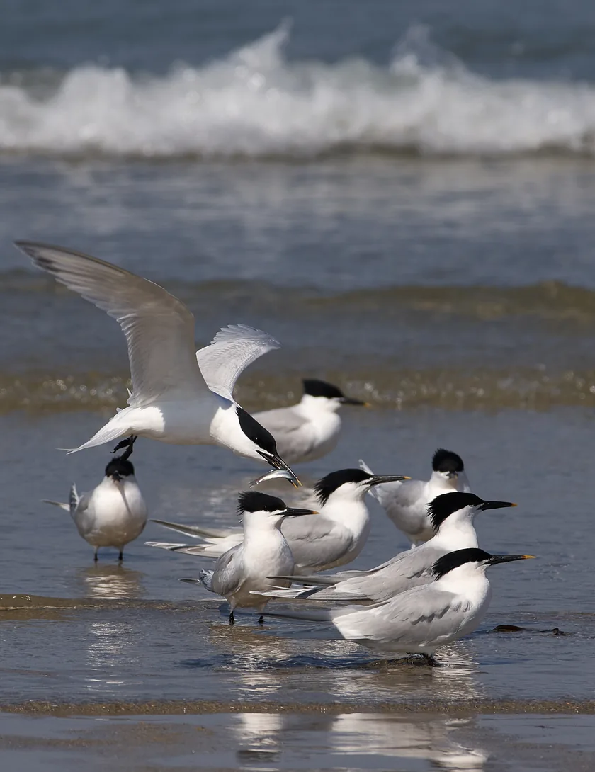Sandwich terns standing together on a rocky shore