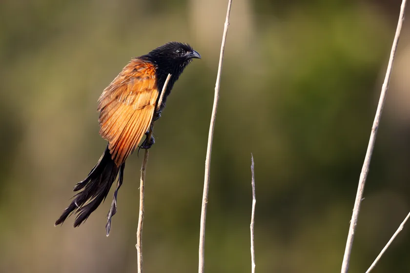 A lesser coucal perched on a thin branch