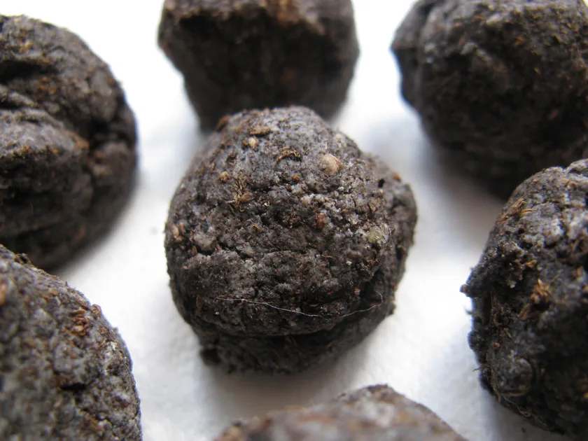 Round seed bombs made of clay and compost