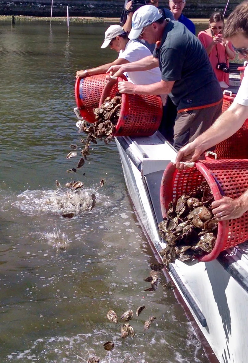 Adults on a boat tipping baskets of oyster shells into the water