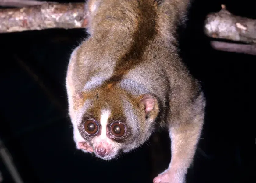 A slow loris with large eyes clinging to a branch