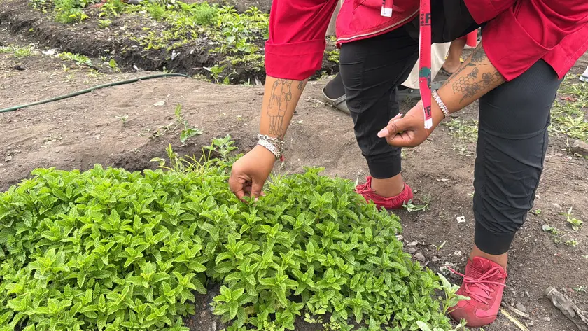 A person crouching in a garden bed and sowing seeds by hand