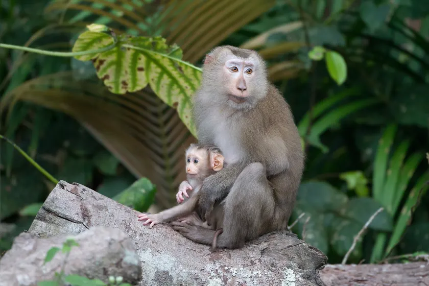 A pig-tailed macaque sitting with a baby clinging to her front