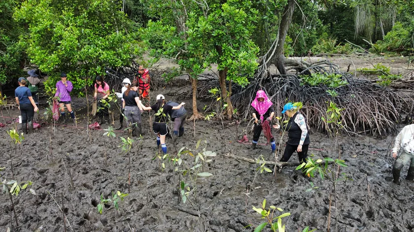 A group of adults planting mangrove seedlings in dark mud among mangrove trees