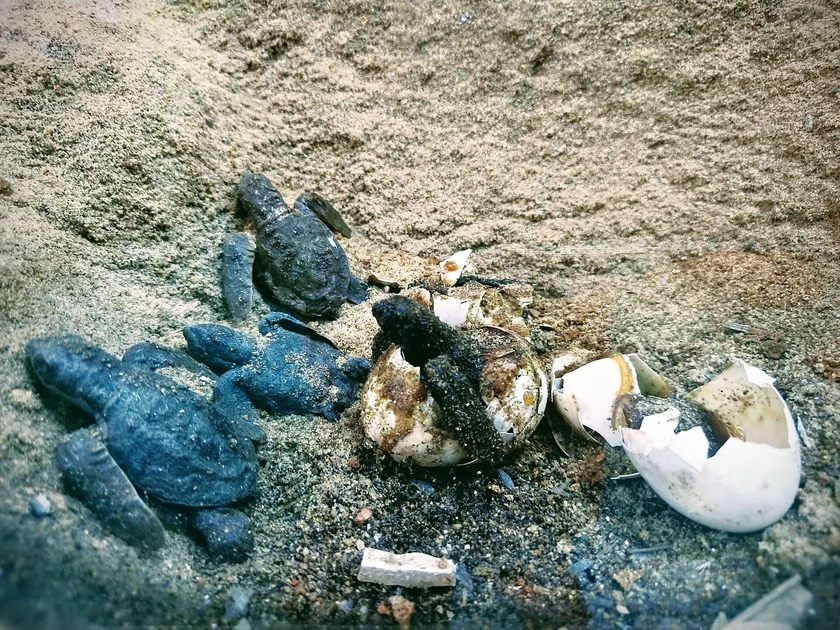 A group of sea turtle hatchlings clustered on beach sand