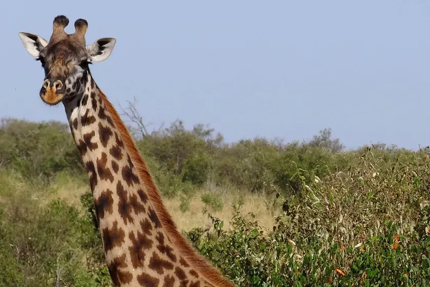 A giraffe standing in green grass and looking toward the camera