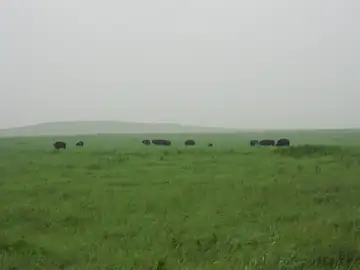 A small herd of bison grazing on a wide green prairie