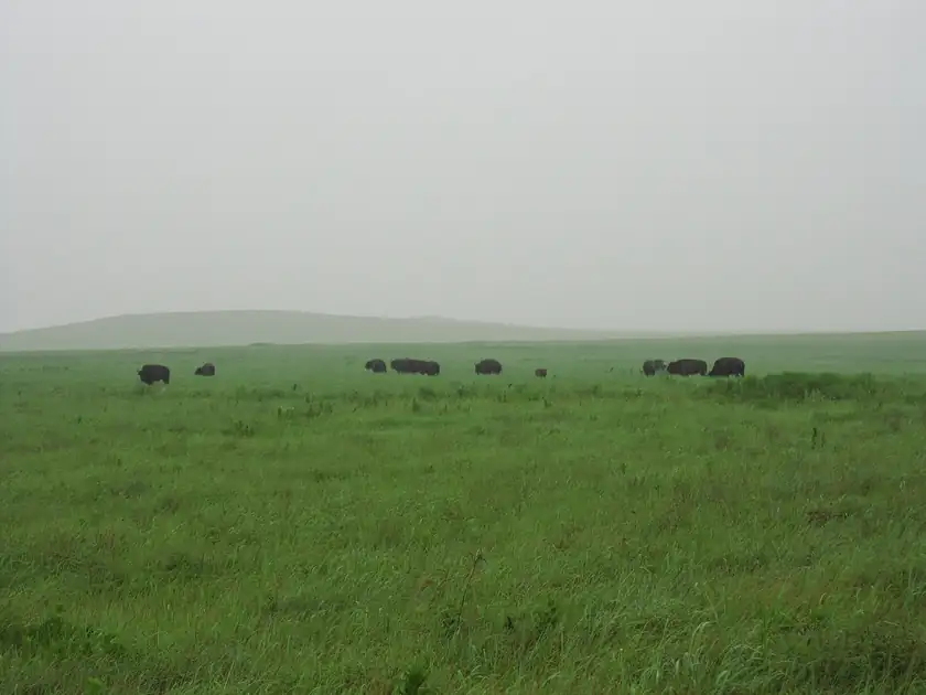 A small herd of bison grazing on a wide green prairie