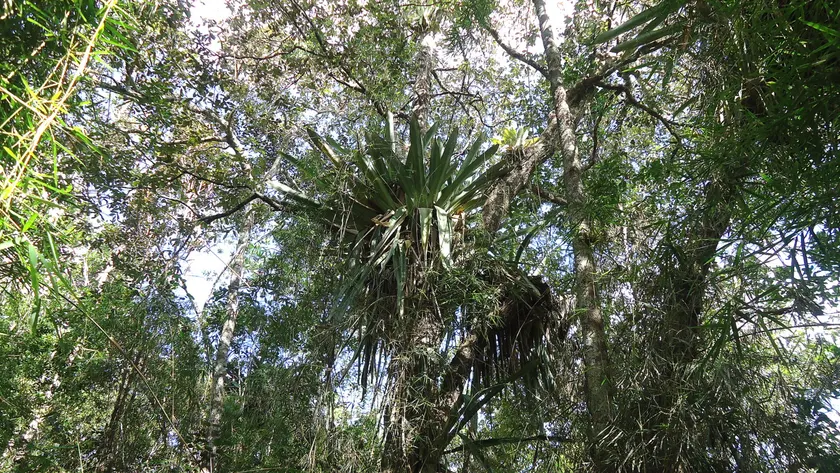 Dense green Atlantic forest canopy in northeastern Bahia, Brazil
