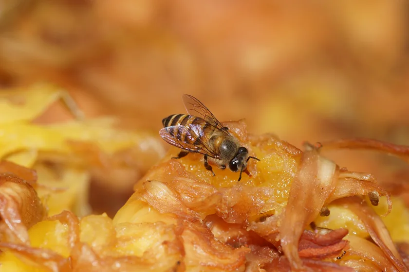 An Indian honey bee on a flower, wings slightly blurred