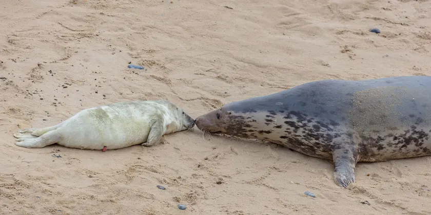 An adult grey seal lying on sand with its nose against a pale pup