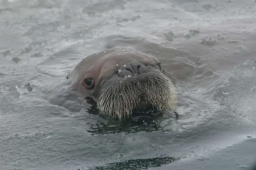 A Pacific walrus calf with its head above icy water