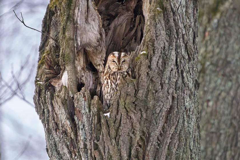 A tawny owl perched at the opening of a hollow in a tree, looking outward
