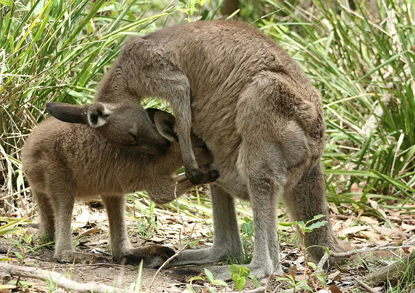An eastern grey kangaroo grazing with its head down in the grass