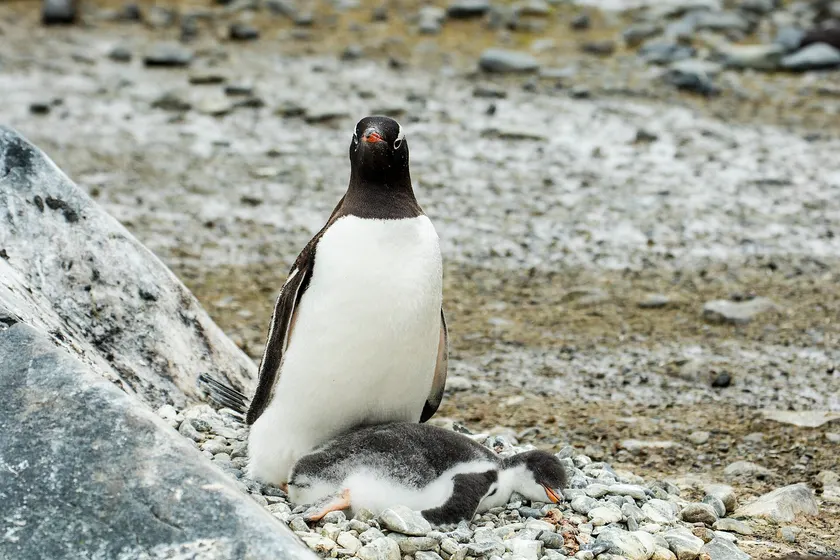 A gentoo penguin standing on dark rock with its orange beak and white eye patch