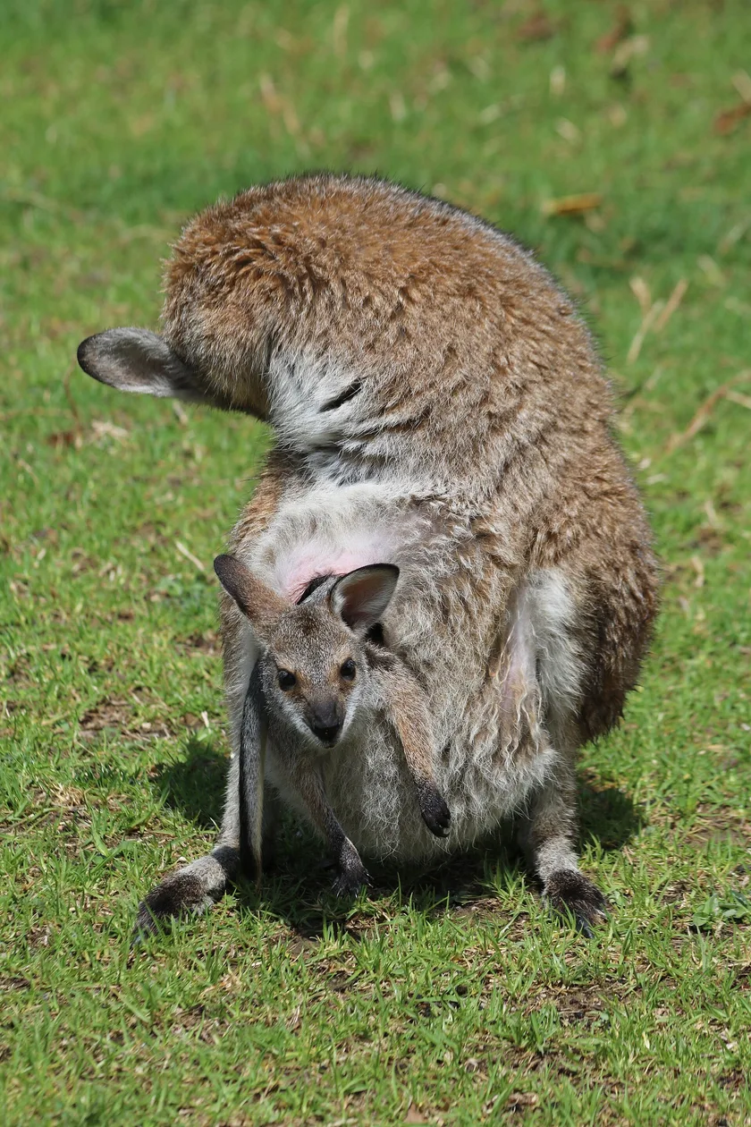 A red-necked wallaby sitting in green grass with a joey looking out from the pouch