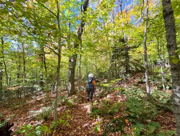 A hiker walking away down a leaf-covered forest trail