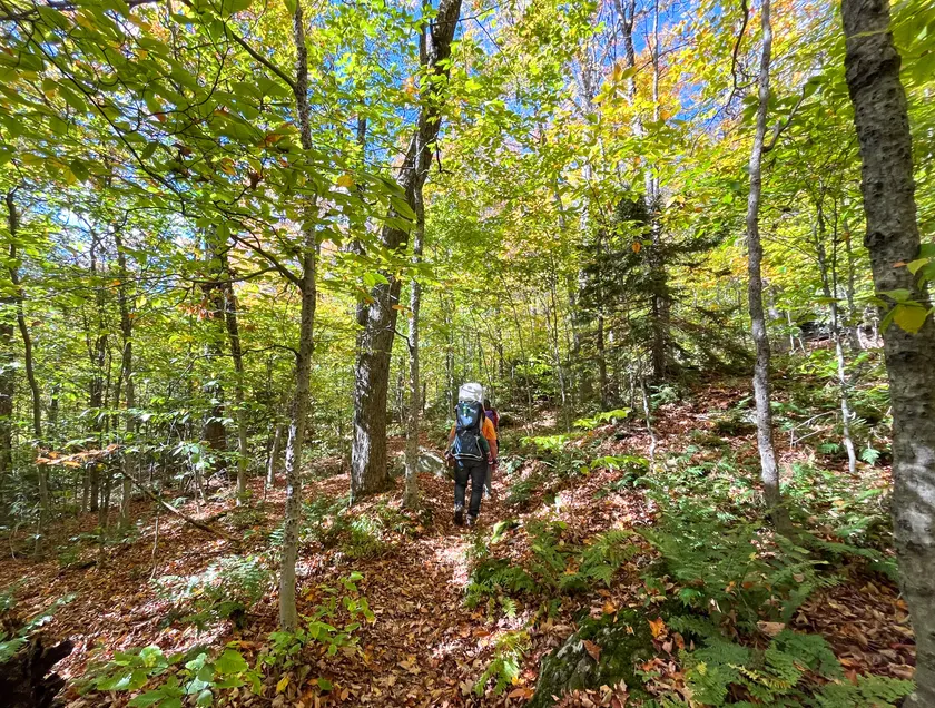 A hiker walking away down a leaf-covered forest trail