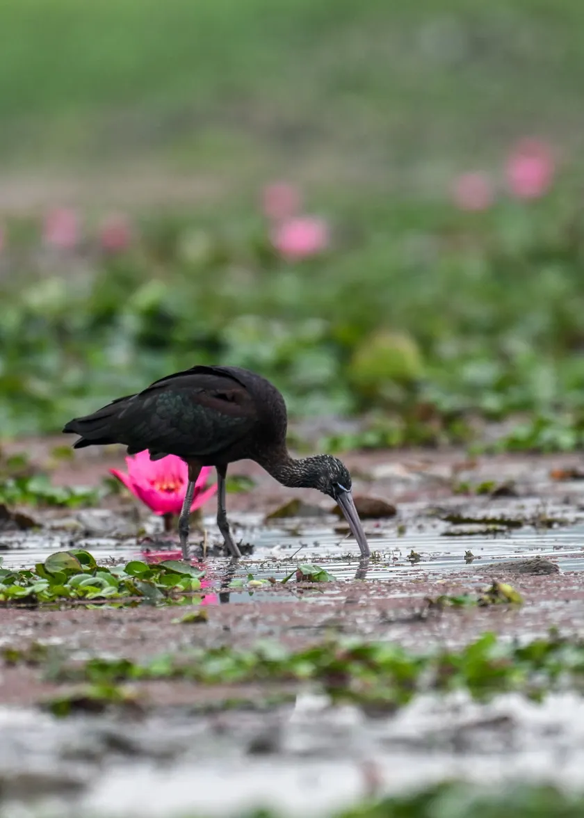 A glossy ibis with chestnut feathers and a long curved bill standing in shallow water