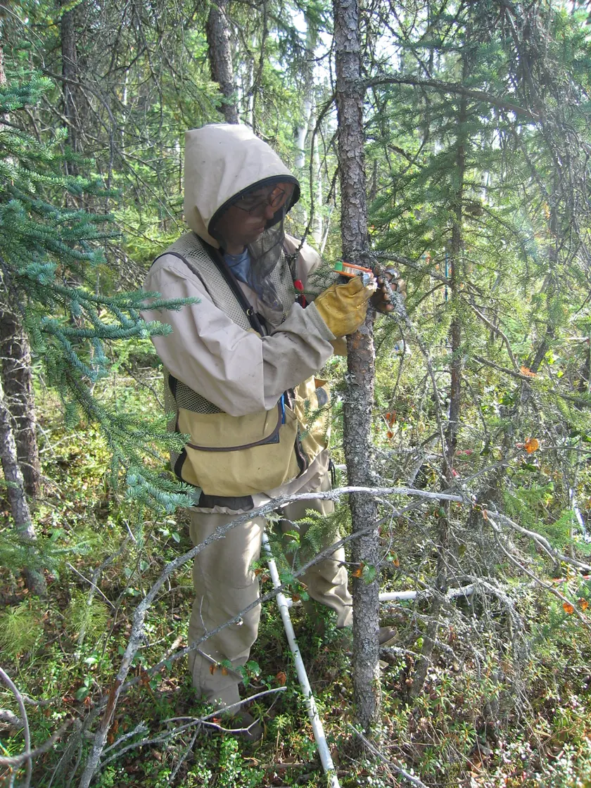 A person in a hooded field jacket and gloves measuring the trunk of a spruce in a forest