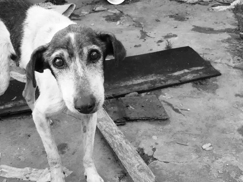 A small black-and-white dog standing on a worn concrete surface