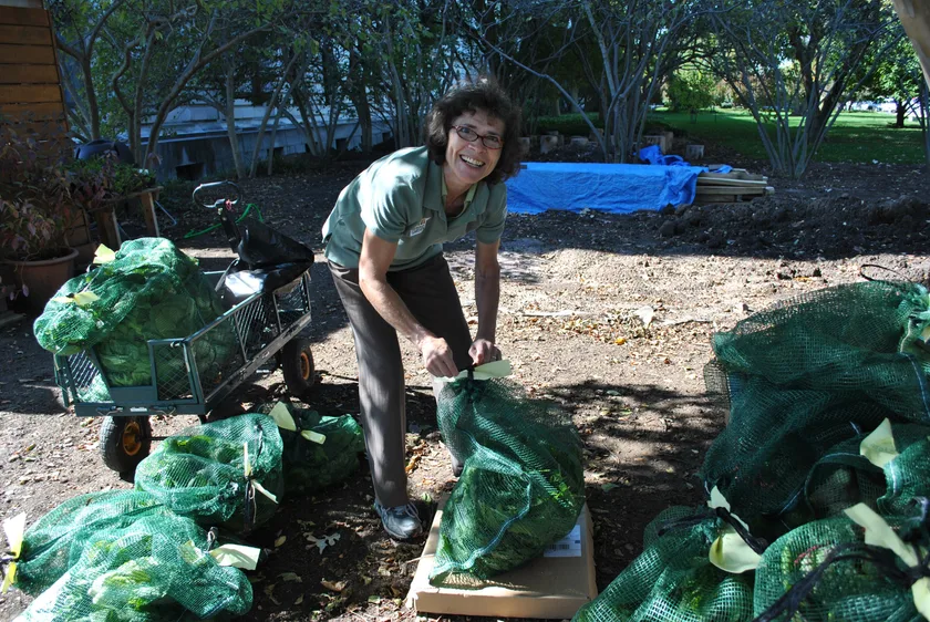 A volunteer sorting freshly harvested vegetables