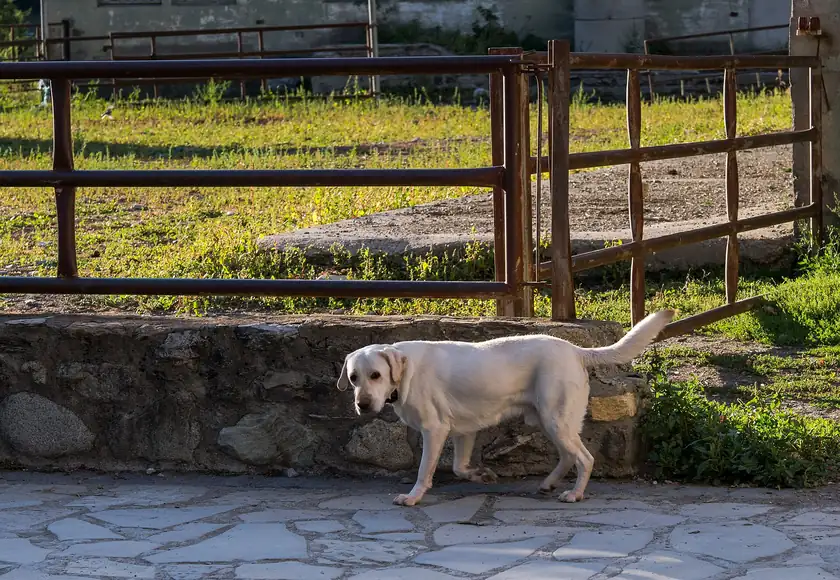 A yellow Labrador retriever standing on a dirt path and looking toward the camera