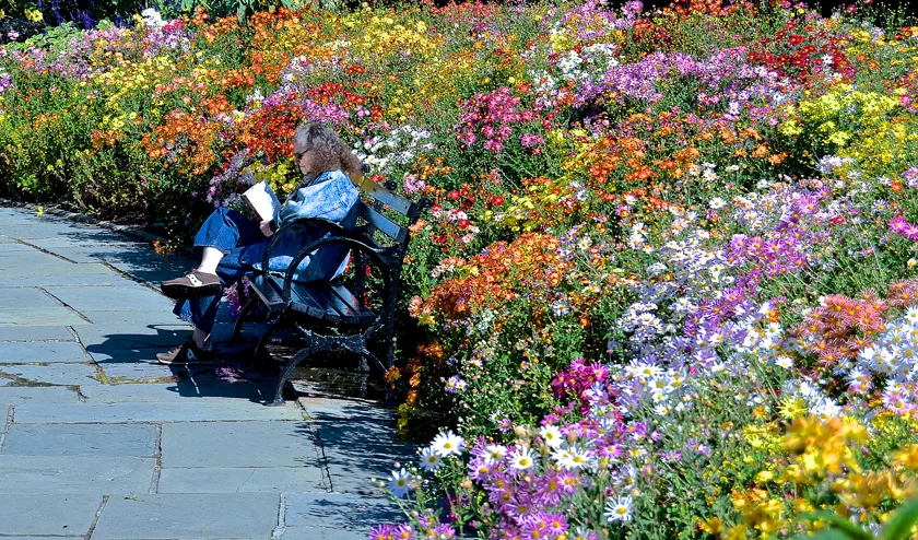 A person sitting on a bench beside a wall of flowers and reading a book