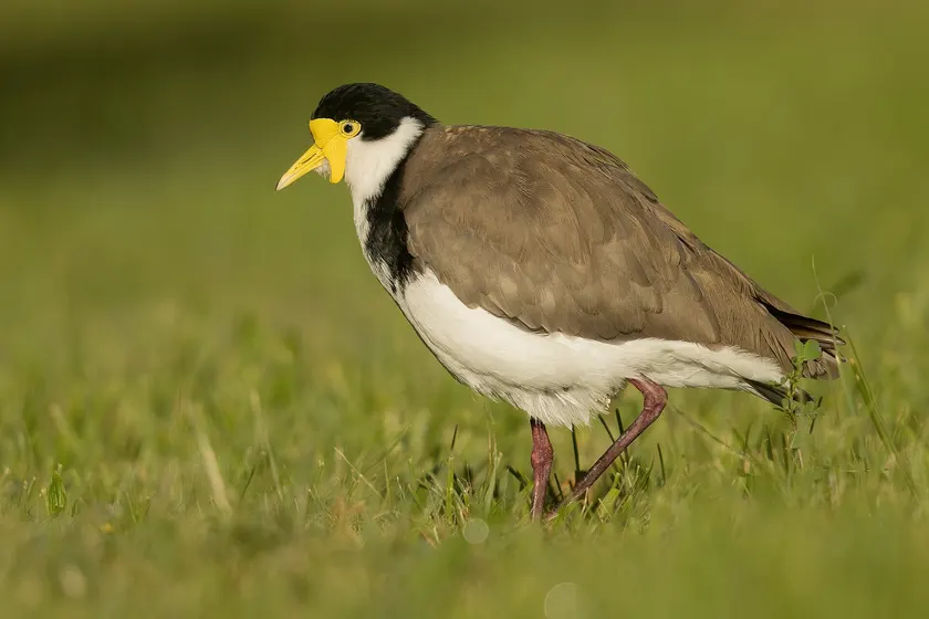 A masked lapwing standing on green grass, yellow wattles beside its bill