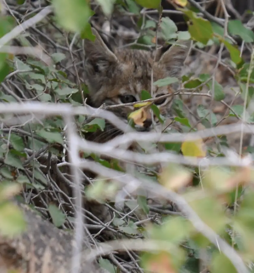A bobcat kitten looking out from leafy branches