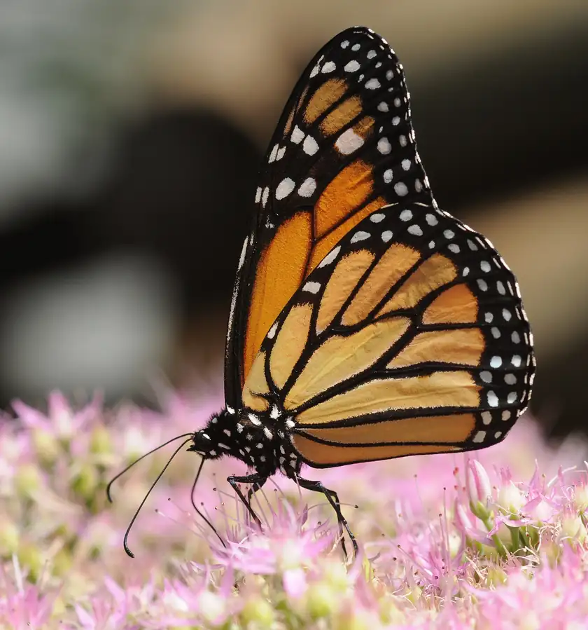 A monarch butterfly with orange and black wings resting on a flower