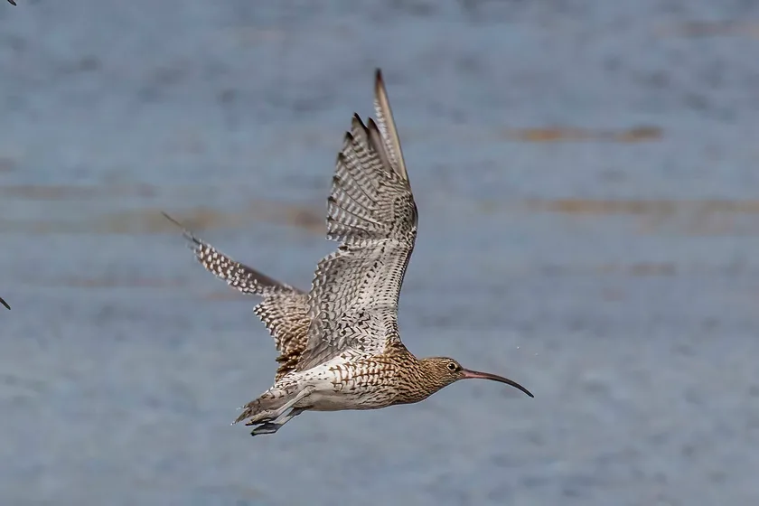 A Eurasian curlew flying with its long bill pointed forward and wings raised