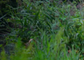 A soldier in camouflage walking a black dog on a path