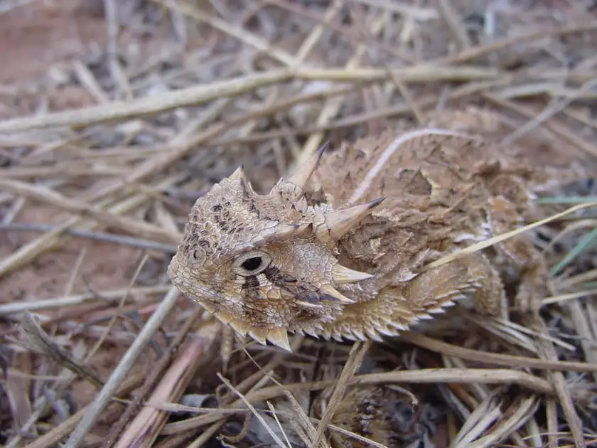 A Texas horned lizard with a spiked crown resting on dry grass